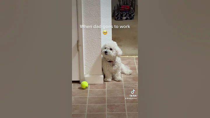 Bichon puppy’s reaction to dad going to work #bichon #fyp - DayDayNews