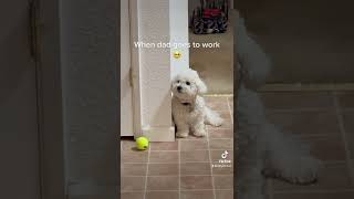 Bichon puppy’s reaction to dad going to work #bichon #fyp