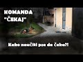 Kako naučiti psa da čeka - Komanda "čekaj"