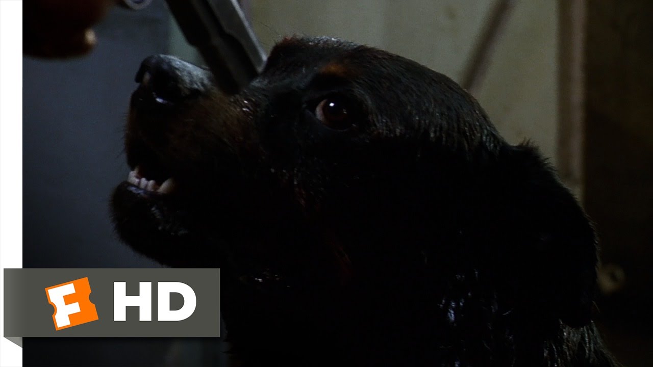 Amores Perros 7 10 Movie CLIP What Happened 2000 HD YouTube