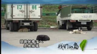 公共電視 我們的島 流浪動物之死，誰之過？