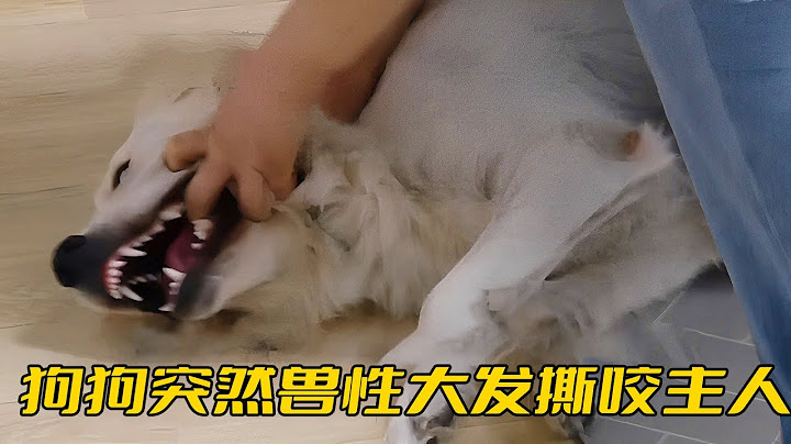 金毛疯狂撕咬主人，训犬师看不下去，直接把狗摔到了地上 - 天天要闻