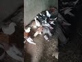 আমার #কবুতর #লক #ভালো লাগলে# সাবস্ক্রাইব করুন#নতুন ভিডিও# পাওয়ার জন্য#