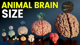 3D Brain Size Comparison | Animal, Dinosaur and Sea Monster Brains