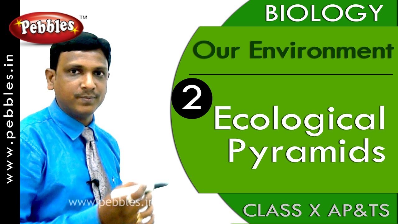 Ecological Pyramids Our Environment  Biology  Science   Class 10