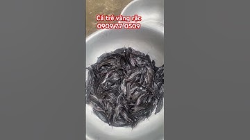 Cá trê vàng rặc giống #trại_cá_giống_út_me #fishing #cá_giống #fish #cá 0909 77 0509