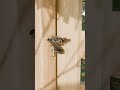 Steel wire latch idea dor swing gates. #gate #latch #diy