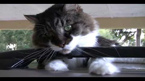 Watch the video about Norwegian Forest cat showing off