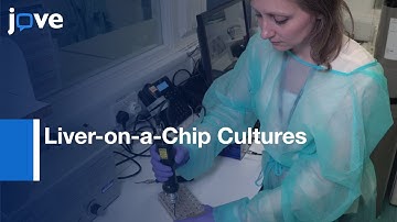 Liver-on-a-Chip Cultures of Hepatocytes and Kupffer Cells | Protocol Preview
