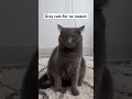 Grey Cats Be Like