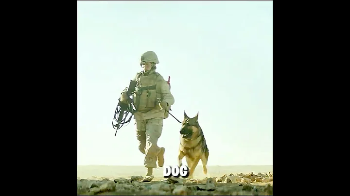 This is truly a heroic army dog!#shorts#film #filmcommentary #history #usa#movie #film