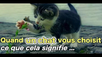 Quand les chats viennent vers moi