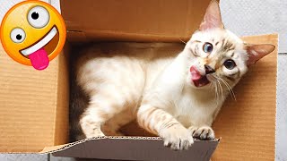 New Funny Animals 2024  Funniest Cats and Dogs Videos Part 129