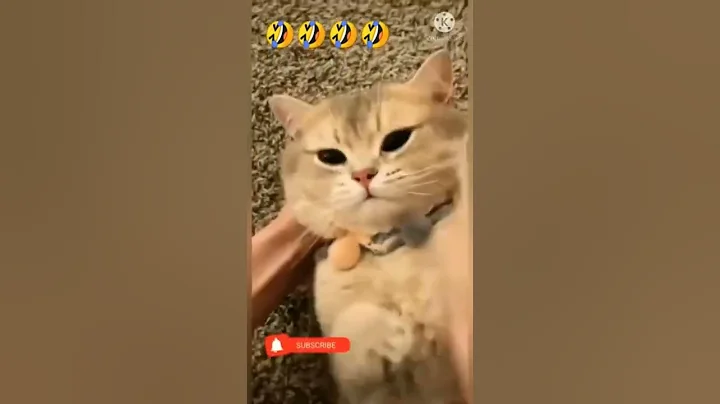 Video 11001921: cats kittens meowing compilation, kittens meowing compilation funny