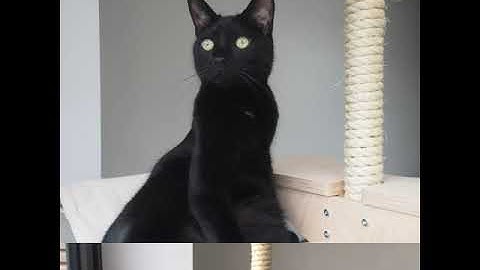 Riippumattoilua kesä 2020