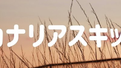 Youtube Music Youtube Music