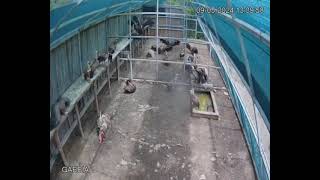 Larrivo Dei Grifoni A Villasalto