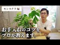 【観葉植物のプロが教える】 モンステラ お手入れのコツ！