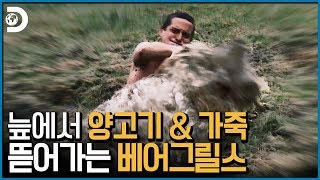 양 : 저 그냥 차라리 사자나 늑대한테 먹힐게요!  베어그릴스의 양고기 먹방! [Man vs Wild]