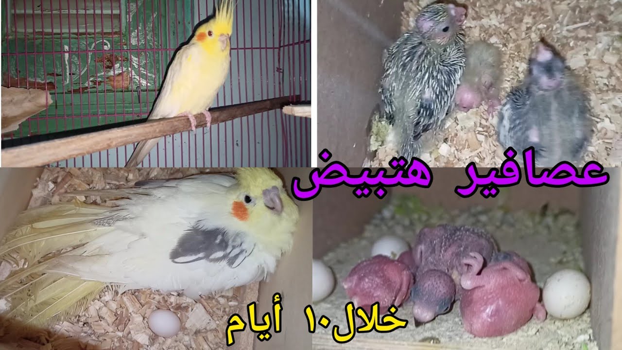 فتح عشوش الكوكتيل والبادجى عصافيرك هتبيض بسرعه لو عملت كده