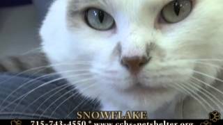 Clark County Humane Society 'Furry Feature' - August 26, 2013 by breatMCTV 375 views 10 years ago 6 minutes, 53 seconds