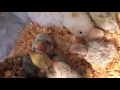 Lovebirds. How to hand feed lovebird babies