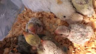 Lovebirds. How to hand feed lovebird babies