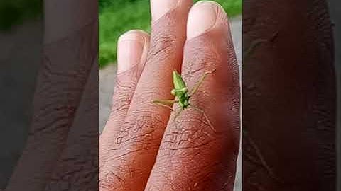 The Praying Mantis 🤲🌳