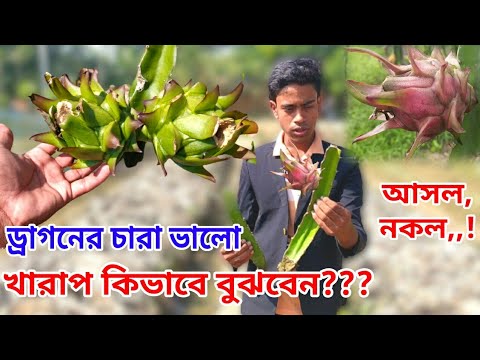 ভিডিও: অ্যাস্পেন এবং বার্চ: পাতাগুলি কীভাবে আলাদা করবেন এবং ফলের মধ্যে পার্থক্য কী? কাঠের মধ্যে পার্থক্য। কোনটি শক্তিশালী এবং ভাল? নবীন এবং বৃদ্ধ গাছের বর্ণনা