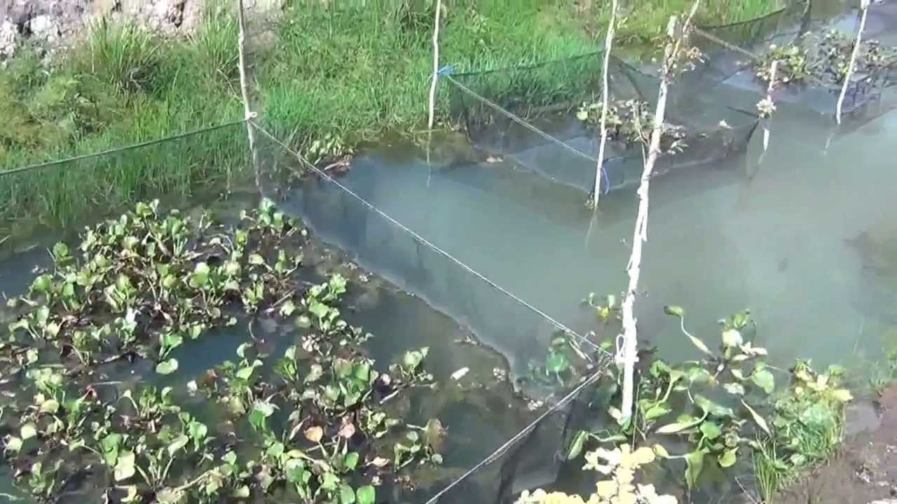 Kolam Budidaya Ikan Gabus / Haruan 