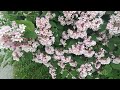 МИТИНГ В ГОРОДЕ ЗАПОРОЖЬЕ 23 МАЯ 2026