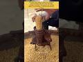 The Timeless Efficiency of Cast Iron Tools