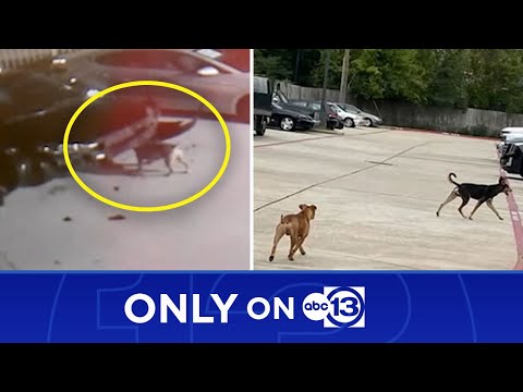 Dogs seen tearing apart dealership's cars, causing up to $350K damage