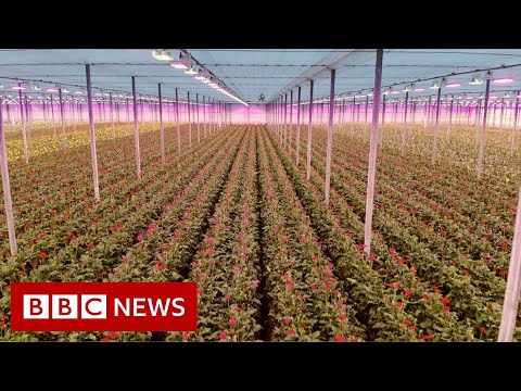How has Brexit changed trading between the EU and the UK? - BBC News