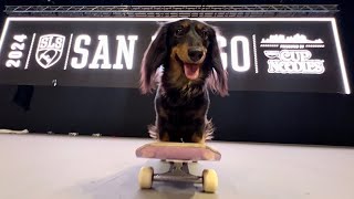 SLS San Diego 2024 x Rowdy Dachshund Skates The Course