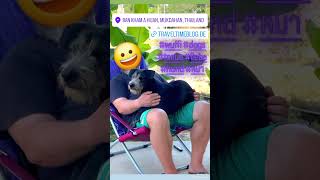 #caesper #puedpien #สุนัข #dogs #hund #freund #treue #liebe #wuffi #kameradschaft #familie #goodboy