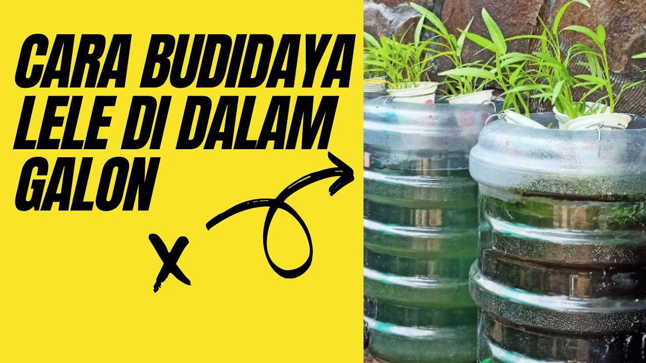 Ternyata!! seperti ini cara budidaya lele di galon.. 