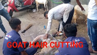 pandi jee ka  finishing goat hair cutting ✂️#firstvlog #goat @GameGoat @dakuagoatfarm