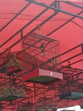 bagong salto, bisa nagen...setingan ada di bawah ( di deskripsi) 👇