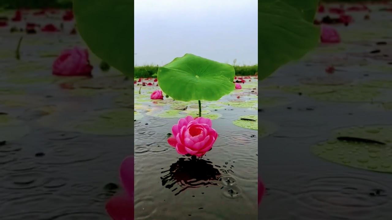 Amazing view of lotus flowers😍
