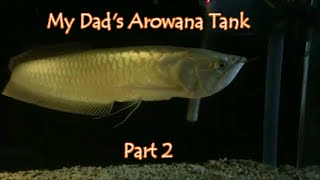 My Dad's Arowana Tank Part 2!