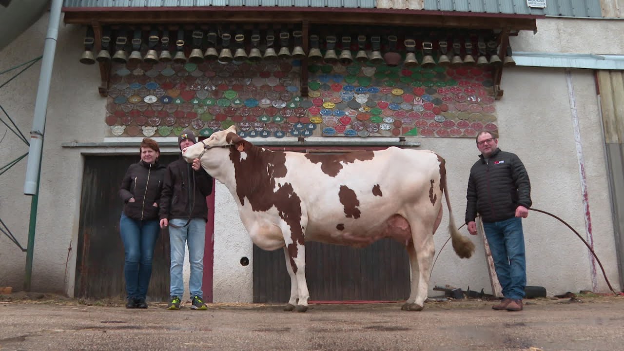 Dimanche au Salon de l'Agriculture : Le concours des Montbéliardes et le trophée inter-races équins
