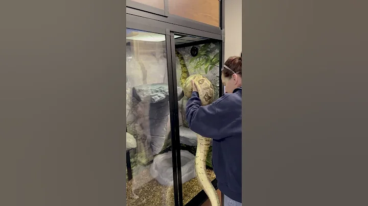 Our Red Tail Boa Gets A New Home! #shorts #snakevideo #snakes