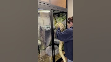 Our Red Tail Boa Gets A New Home! #shorts #snakevideo #snakes