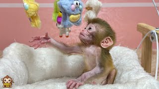 Baby monkey really enjoys her new cradle