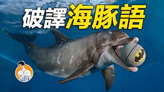 人類史上首次破解海豚語言，終於有一天，人也可以說海豚語了