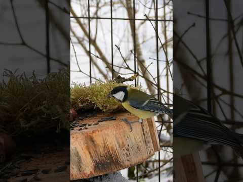 The great tit (Parus