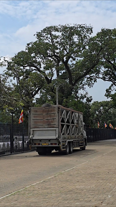 මුළු දවසම එයාලා එක්ක ඉදලා එයාලා යද්දි දැනෙන වේදනාව|Tusker transporting #shortvideo #fyp #shorts