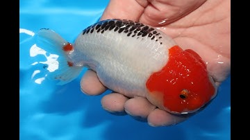 一点もの　五色　12 5cm