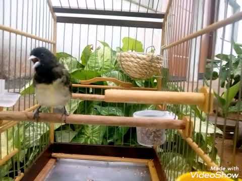 baixar canto viviti baixar canto viviti